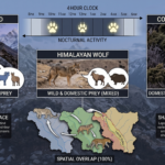 How Three Apex Predators Share the Same Mountain Range